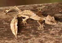 /album/venta-de-mascotas-exoticas1/gecko-4-cola-de-hoja-jpg/